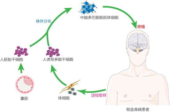 復(fù)旦校友領(lǐng)航，躍賽生物獲數(shù)千萬元天使輪融資，深耕干細(xì)胞治療新賽道